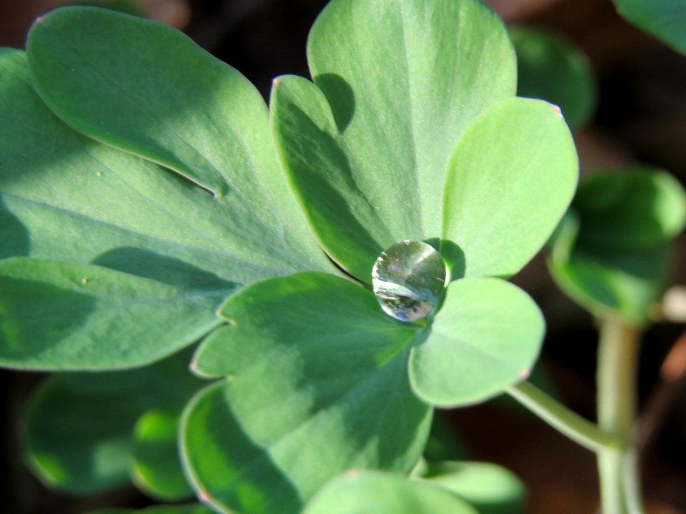 20150322Corydalis_cava1