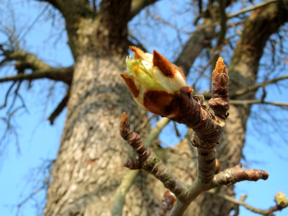 20150320Pyrus_communis2