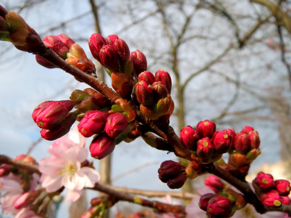20150321Prunus_serrulata1