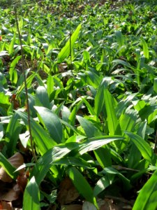 20150322Allium_ursinum1