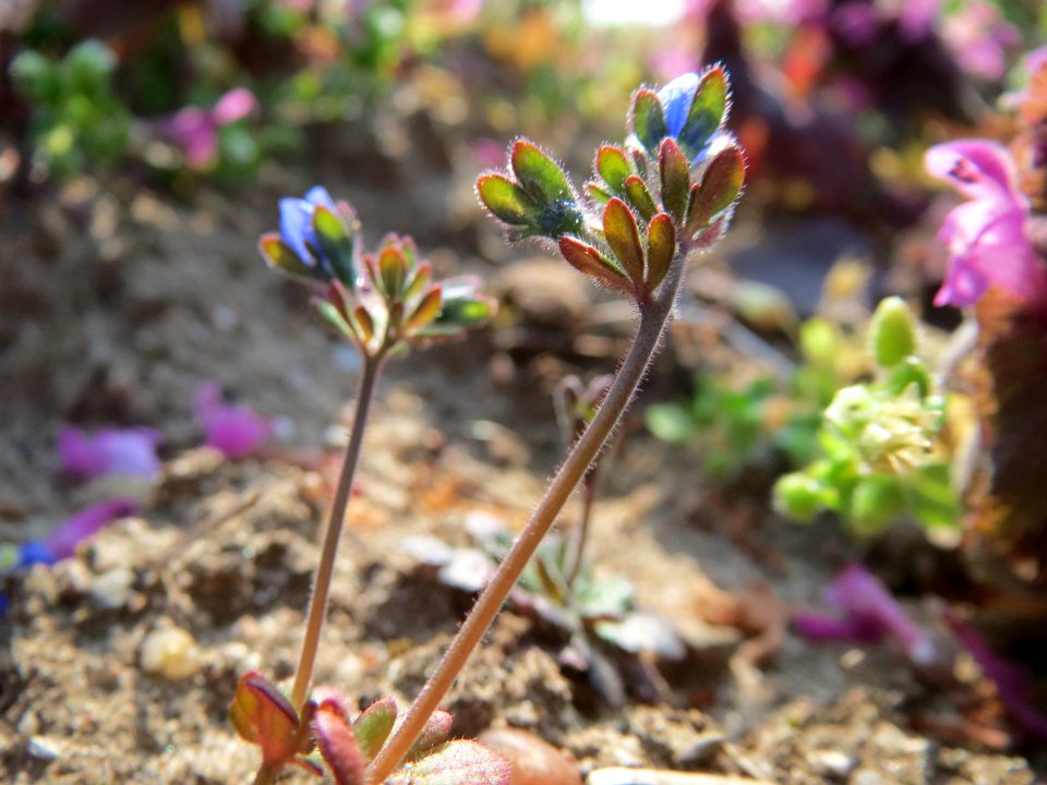 20150320Veronica_triphyllos05