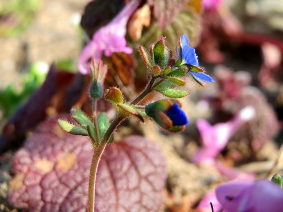 20150320Veronica_triphyllos01