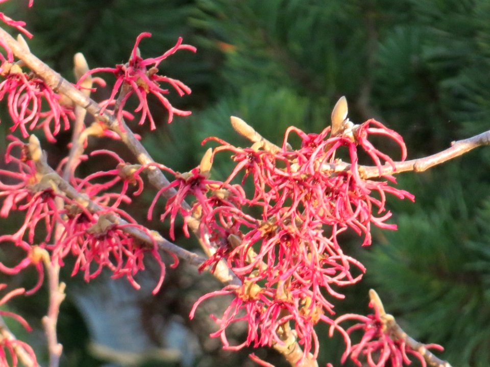 20150321Hamamelis_x_intermedia2