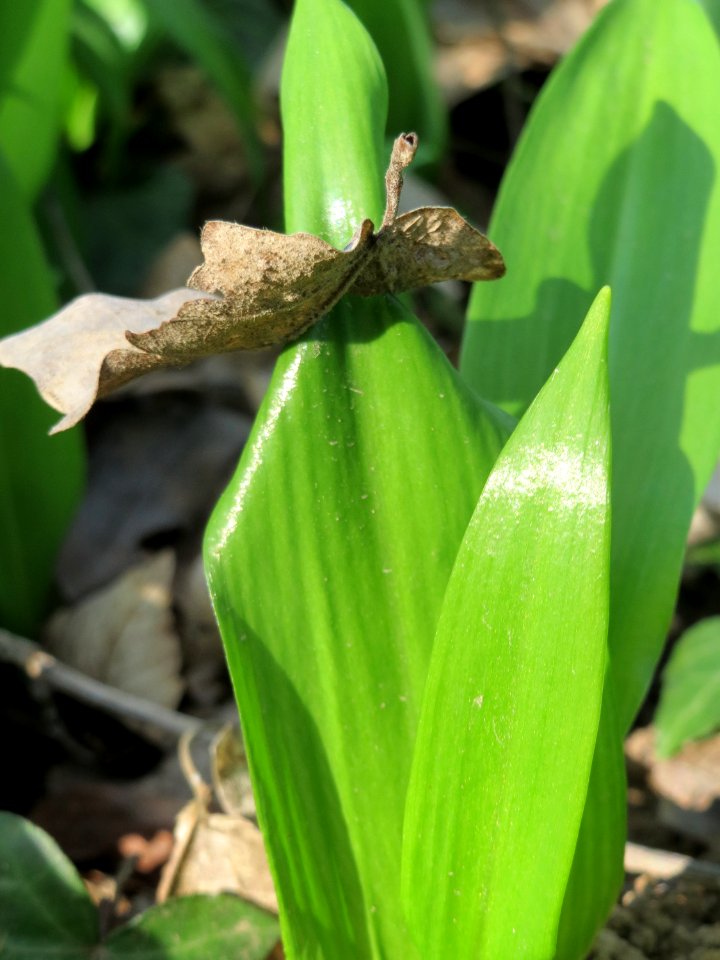 20150322Allium_ursinum5