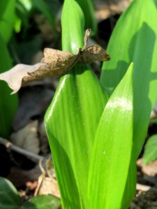 20150322Allium_ursinum5