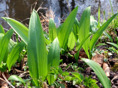 20150322Allium_ursinum3