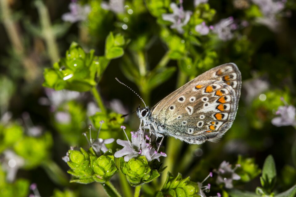 Insect green white