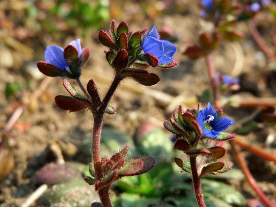 20150320Veronica_triphyllos08