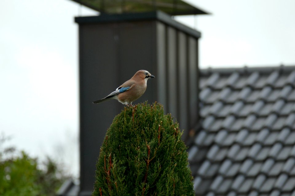 2015.01.04.145401_Garrulus_glandarius_(Eichelhäher)_(Eurasian_jay)_Neustadt_Weinstraße