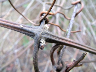 20150104Clematis_vitalba5