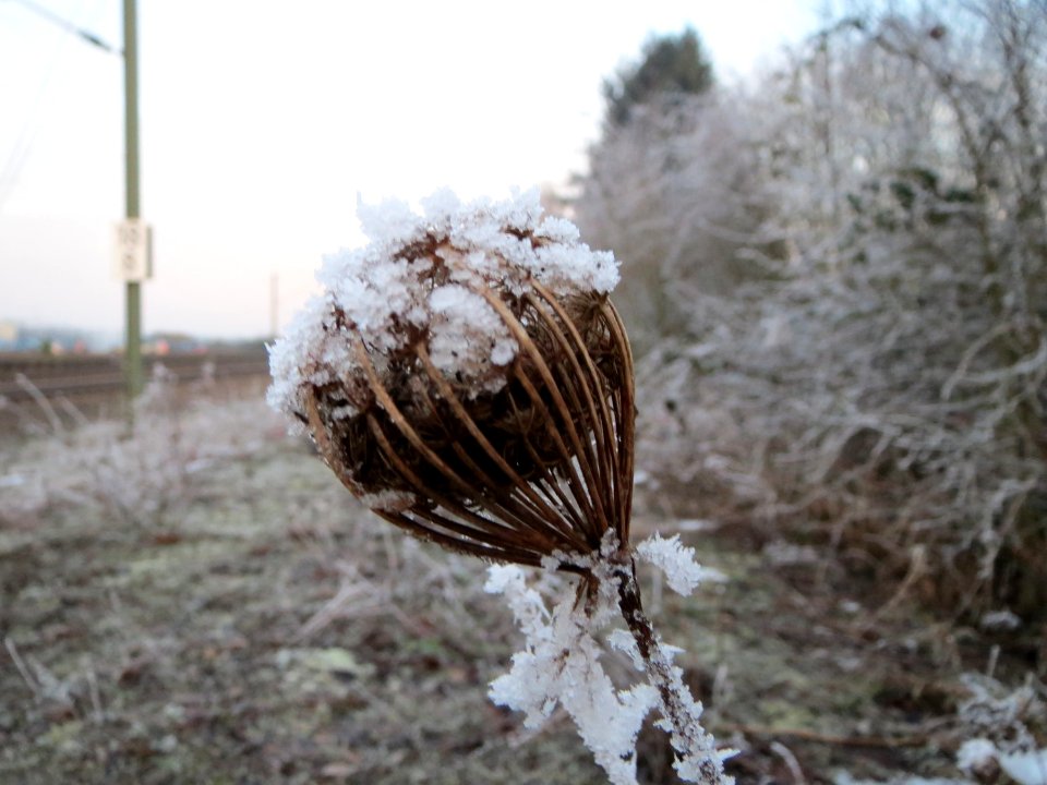 20150106Daucus_carota