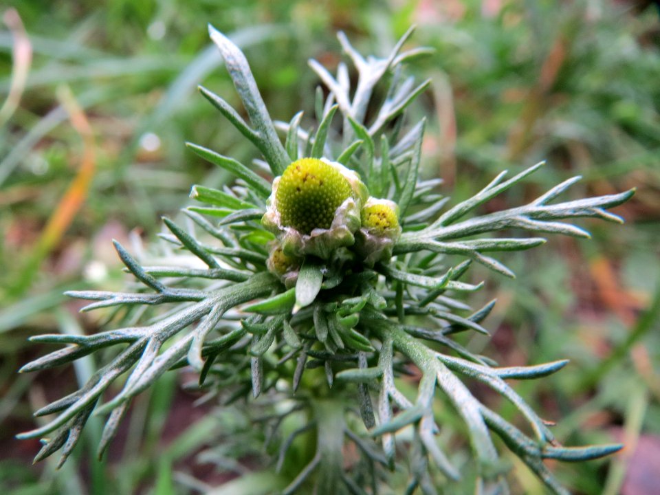 20150104Matricaria_discoidea2