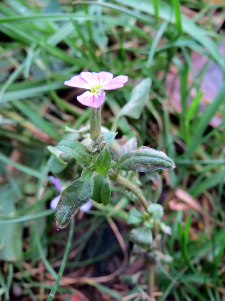 20150104Erysimum_cheiri2
