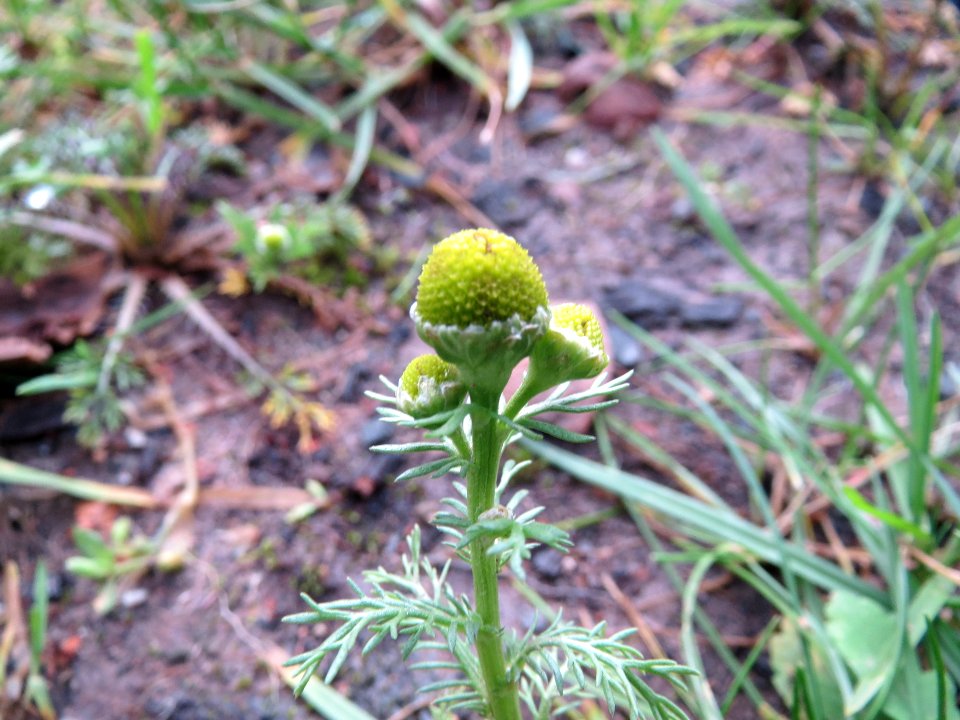 20150104Matricaria_discoidea1