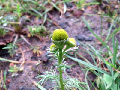 20150104Matricaria_discoidea1
