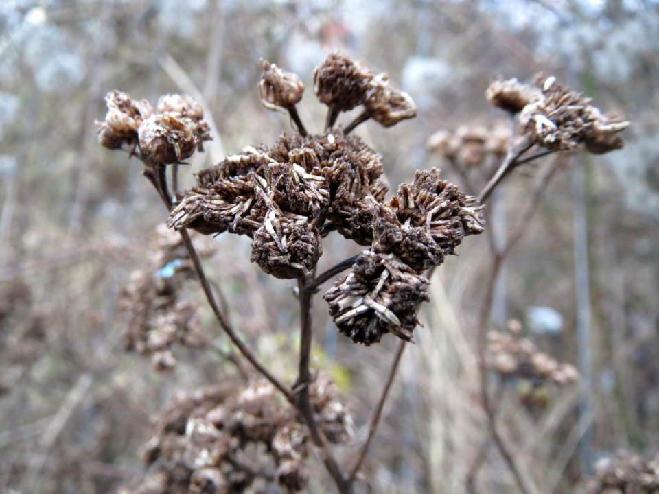 20150104Tanacetum_vulgare2