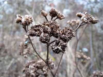 20150104Tanacetum_vulgare2
