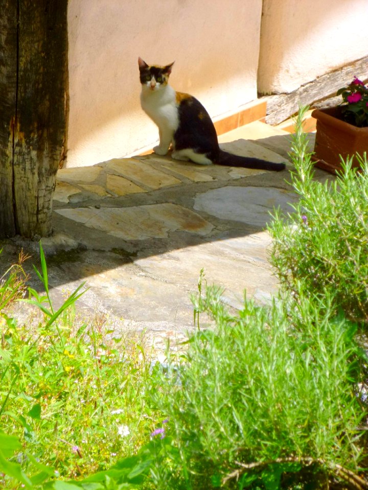 2015_Salinas_de_Léniz_(Leintz-Gatzaga)_-_gato_1