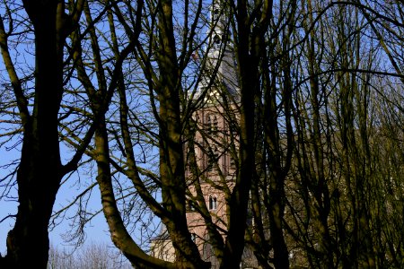 2015.02.16.141151_Sint-Janskathedraal_behind_winter_trees_'s-Hertogenbosch photo