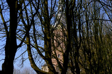 2015.02.16.141151_Sint-Janskathedraal_behind_winter_trees_'s-Hertogenbosch