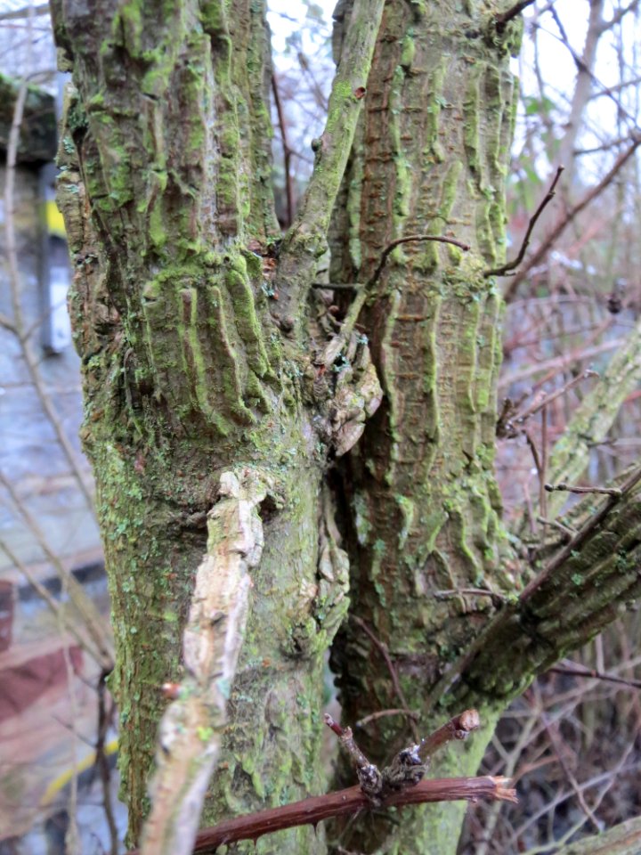 20150101Ulmus_minor2