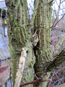20150101Ulmus_minor2