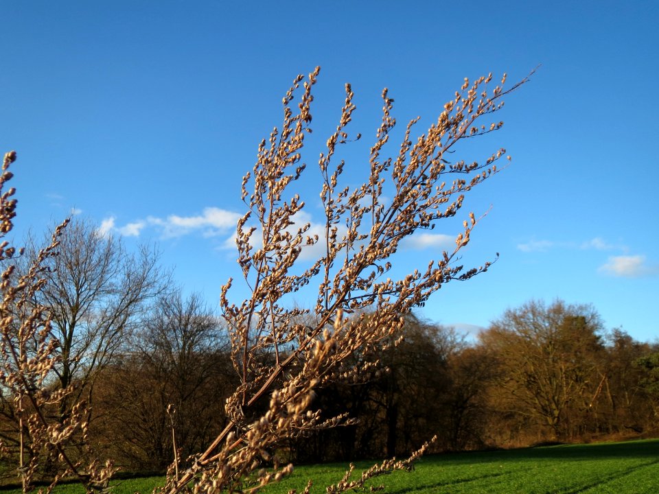 20150202Artemisia_vulgaris2