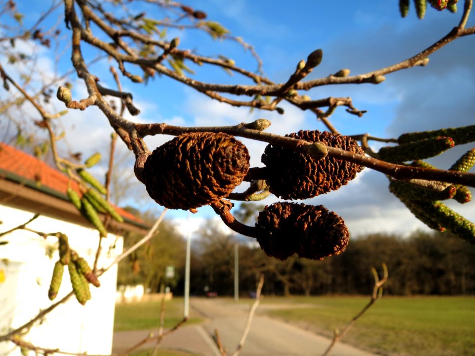 20150202Alnus_glutinosa3