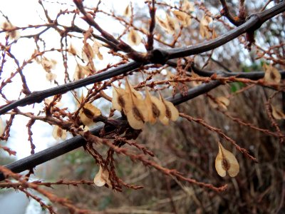 20150101Reynoutria_japonica2