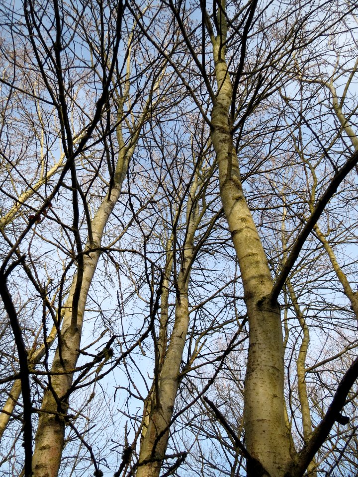 20150118Populus_tremula1