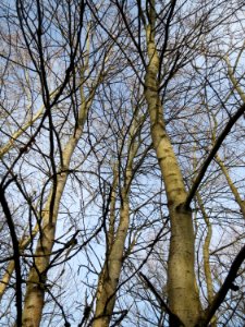 20150118Populus_tremula1
