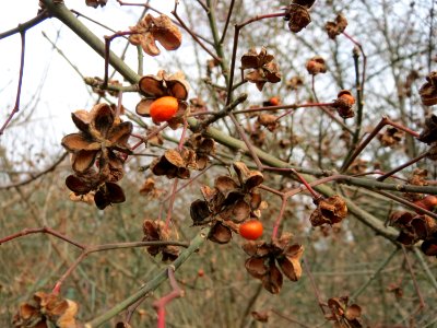 20150131Euonymus_europaeus5