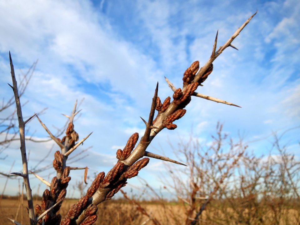 20150113Hippophae_rhamnoides5