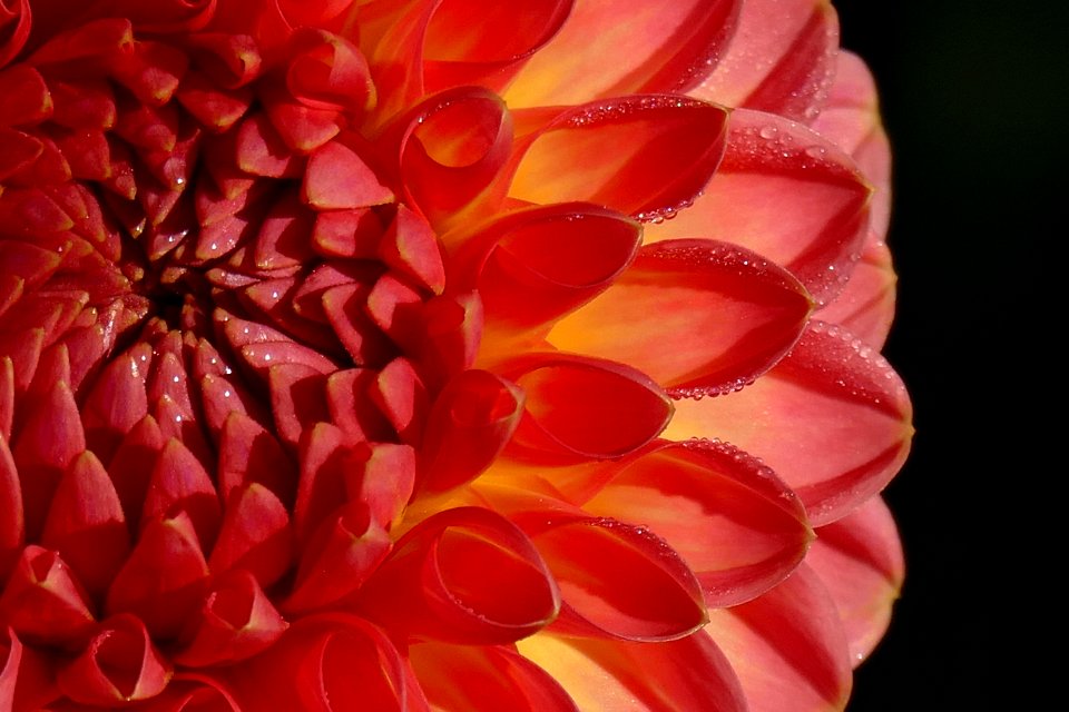 2015.09.28.084057_Dahlia_Schloß_Benrath_Düsseldorf