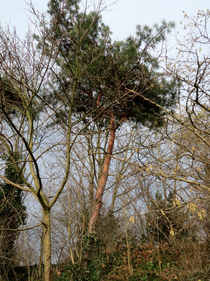 20150131Pinus_sylvestris