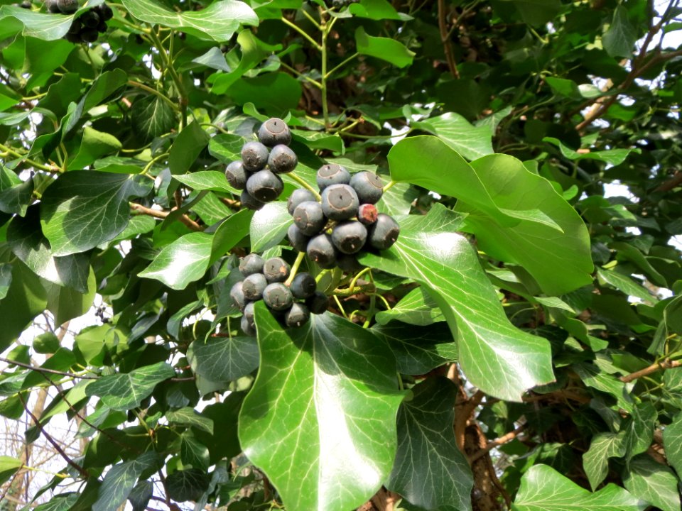 20150131Hedera_helix3
