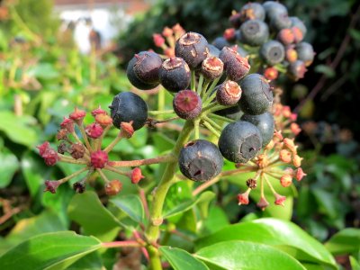 20150131Hedera_helix4