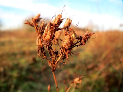 20150113Hypericum_perforatum1