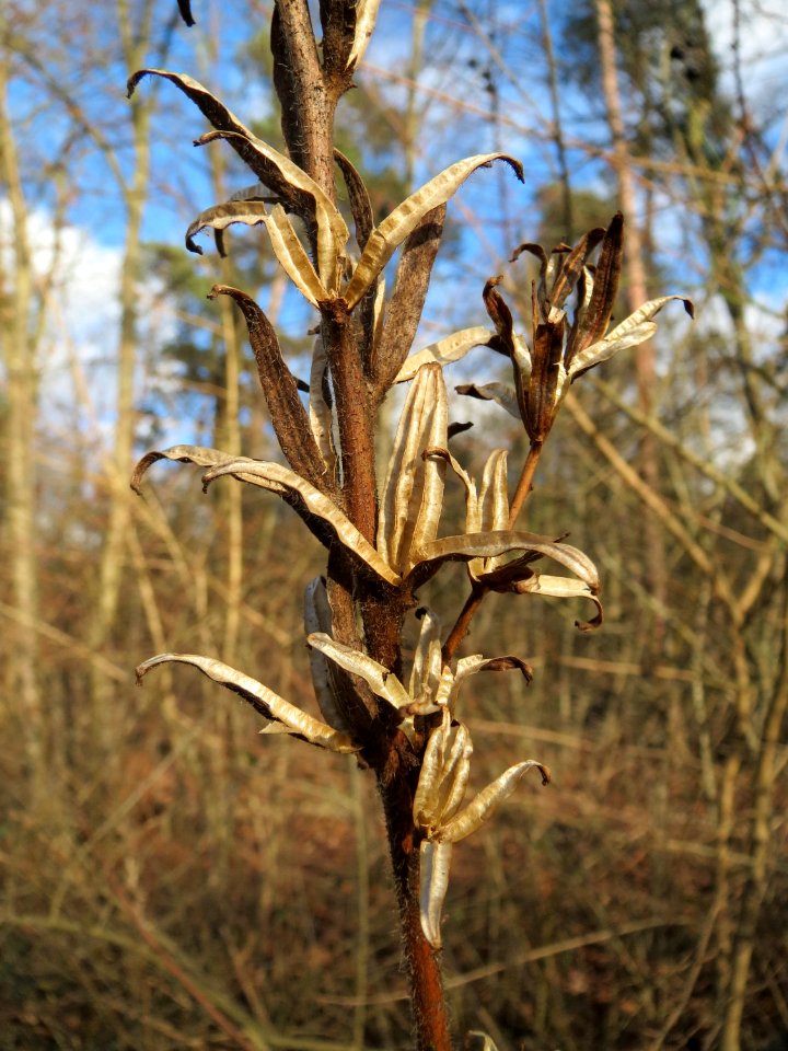 20150111Oenothera_biennis1