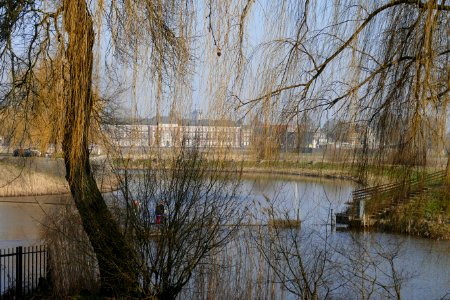 2015.02.16.133256_Paleis_van_Justitie_Dommel_tree_twigs_Vughterweg_'s-Hertogenbosch