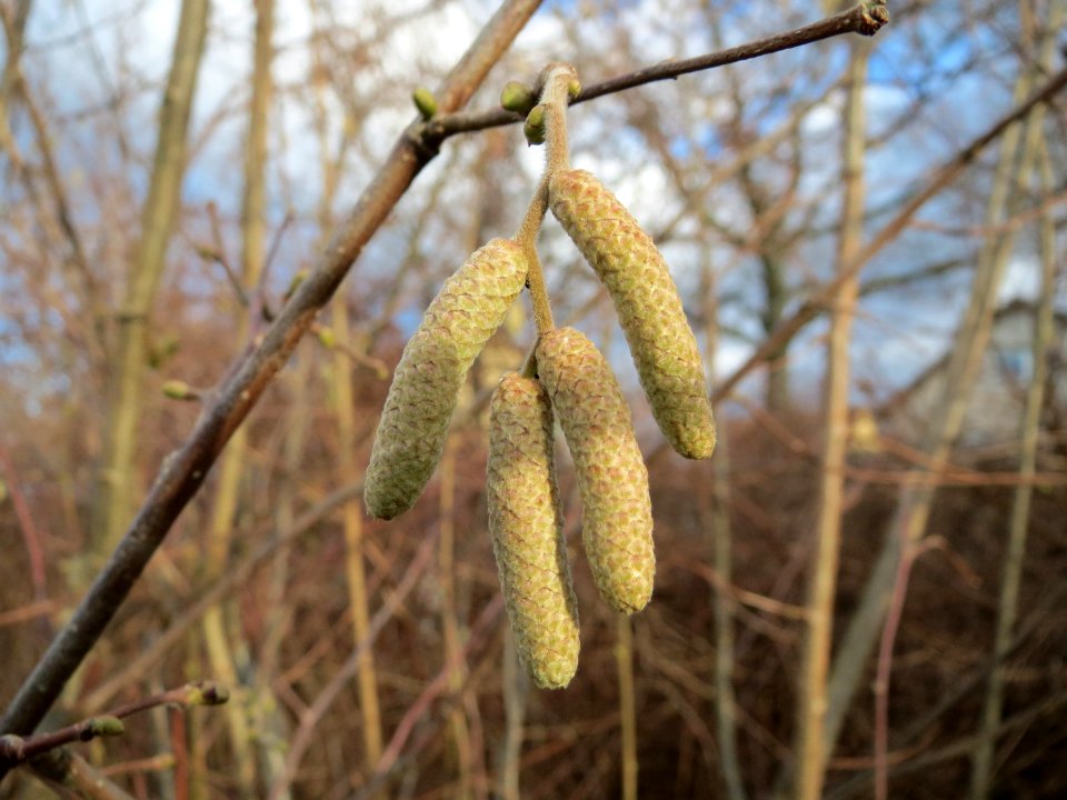 20150111Corylus_avellana1
