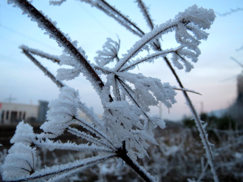 20150106Heracleum_sphondylium