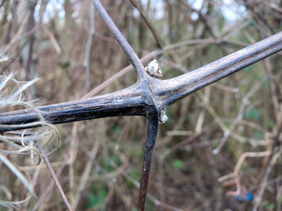 20150104Clematis_vitalba3