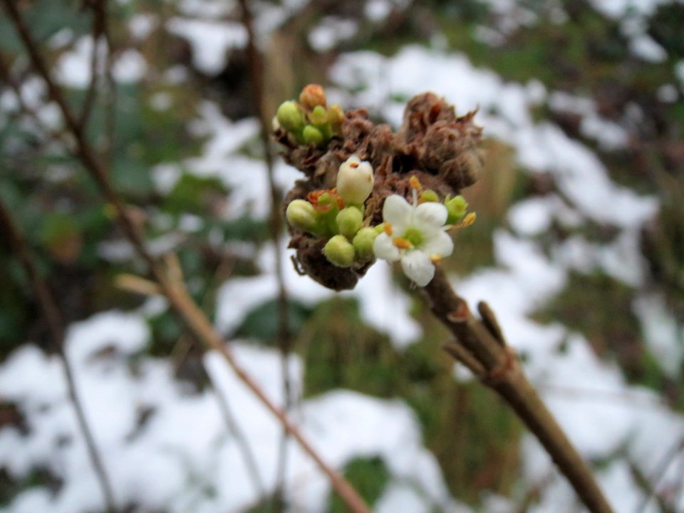 20150101Viburnum_lantana