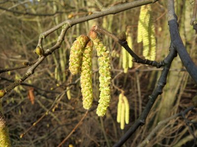 20150111Corylus_avellana2