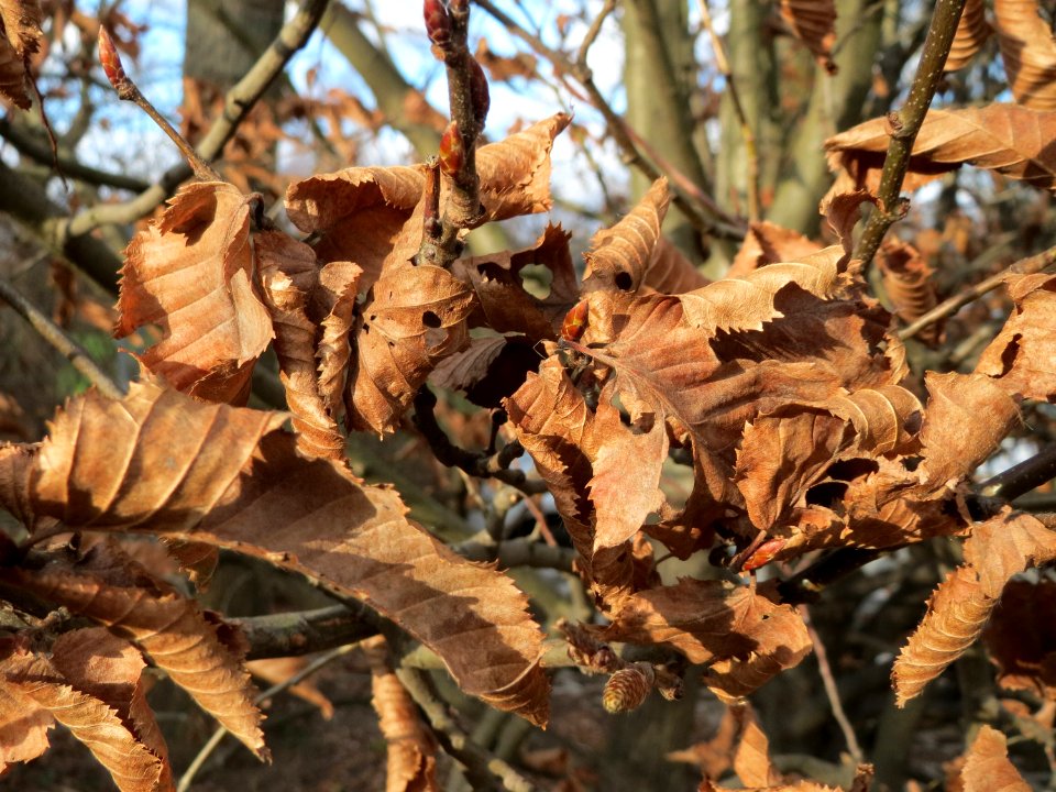 20150111Carpinus_betulus2