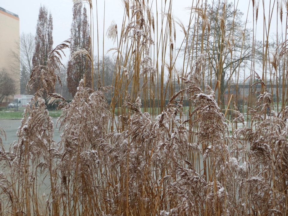 20150124Gartenschaupark_Hockenheim1