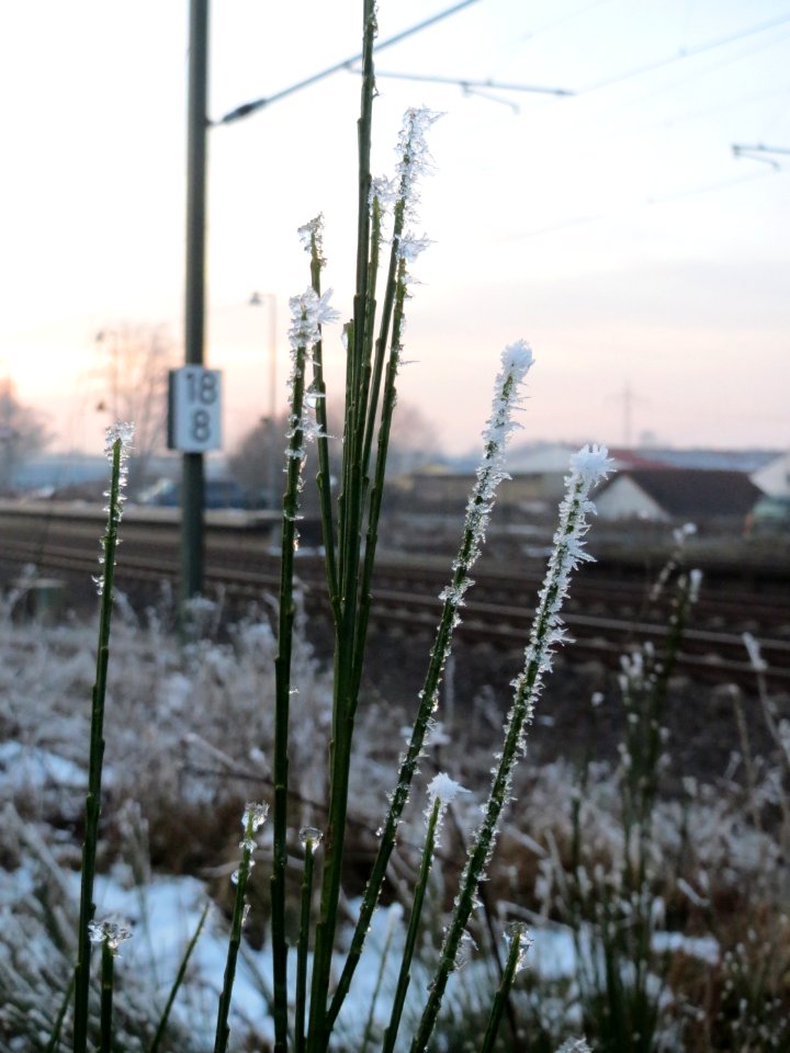 20150106Cytisus_scoparius1