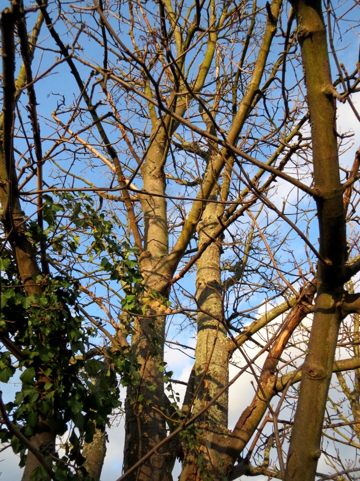 20150111Acer_pseudoplatanus1