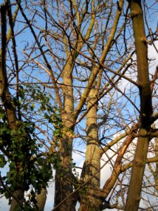 20150111Acer_pseudoplatanus1
